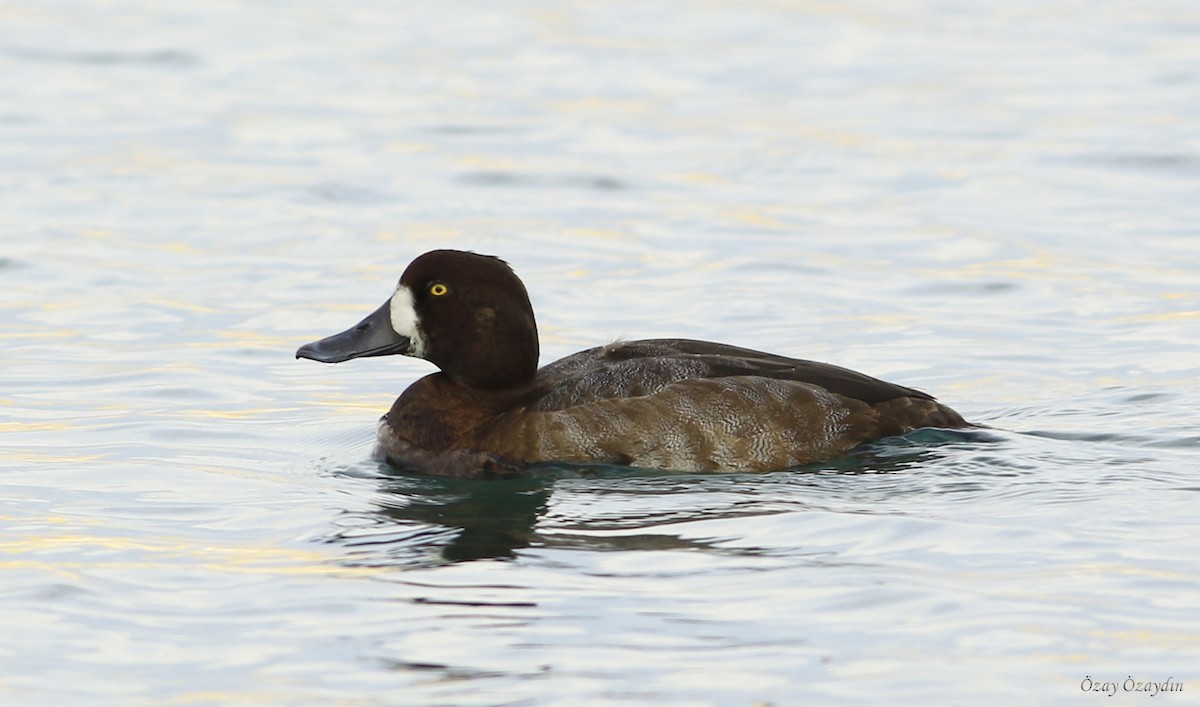 Greater Scaup - ML280502891
