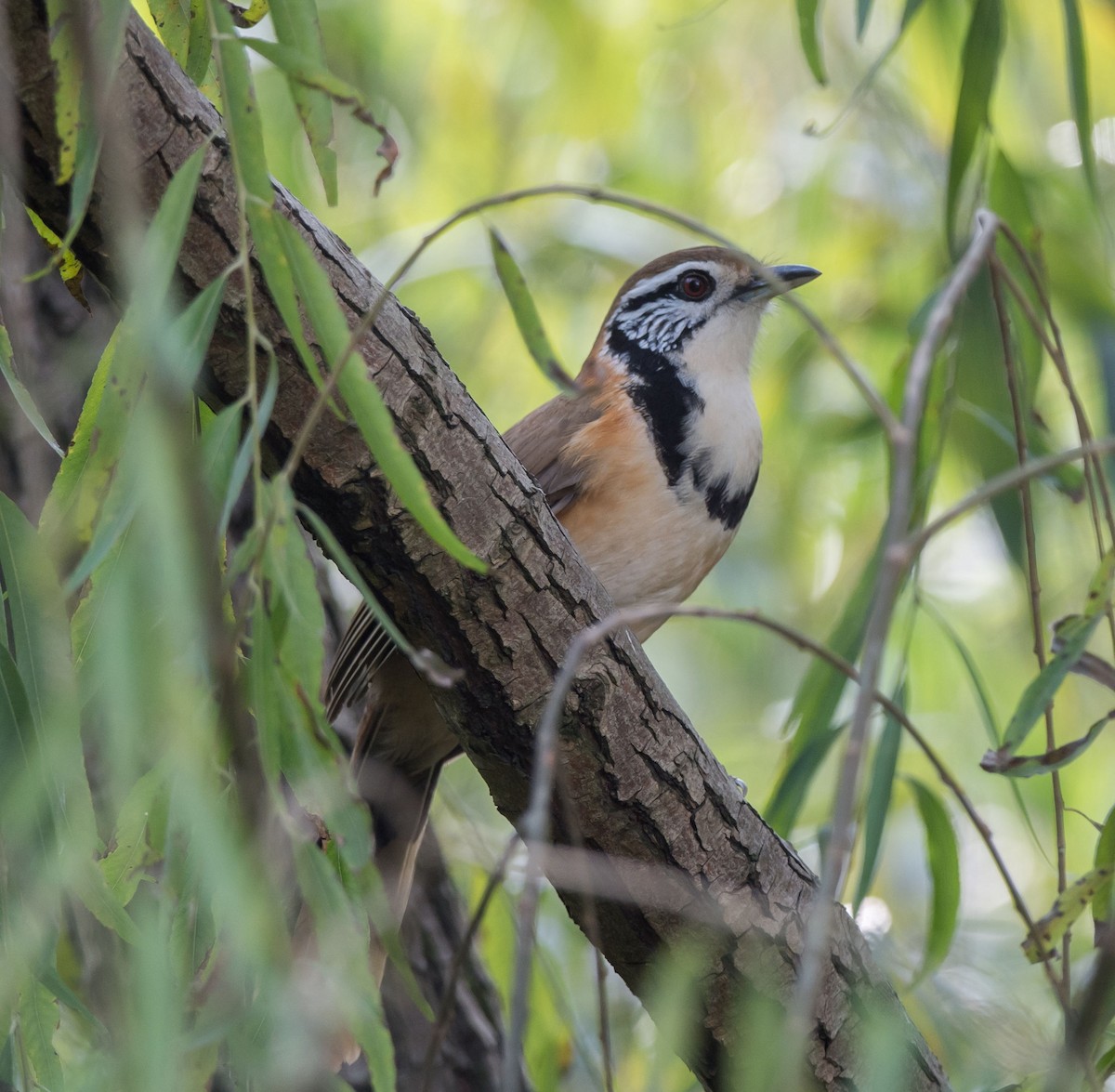 Greater Necklaced Laughingthrush - ML280503441