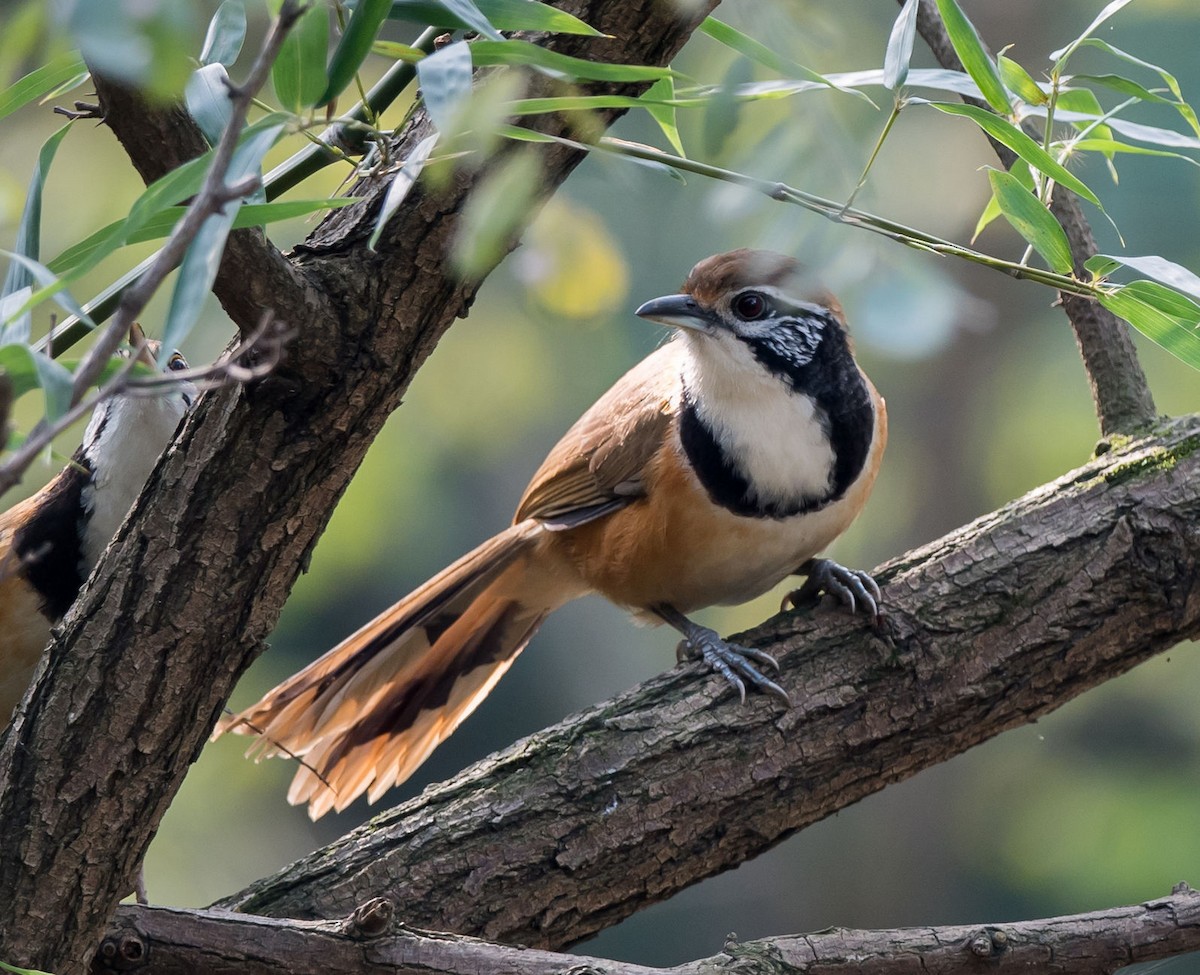 Greater Necklaced Laughingthrush - ML280503451