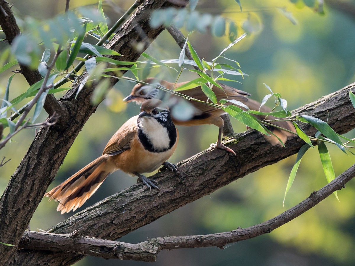 Greater Necklaced Laughingthrush - ML280503461