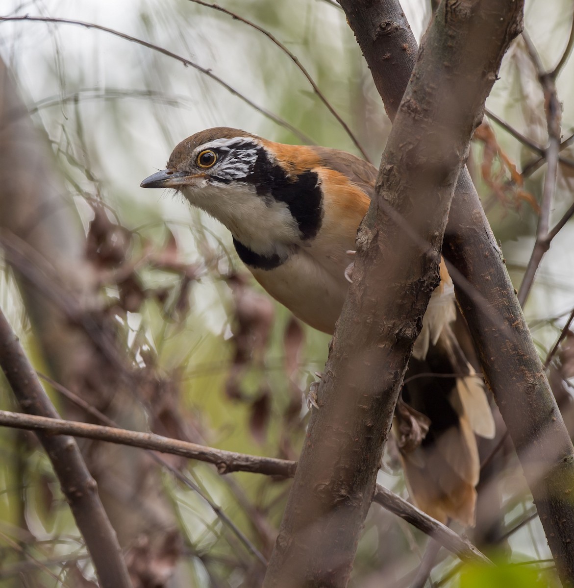 Greater Necklaced Laughingthrush - ML280503481