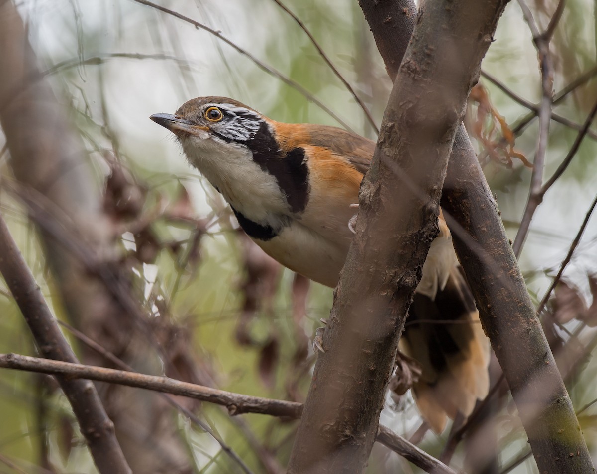 Greater Necklaced Laughingthrush - ML280503491