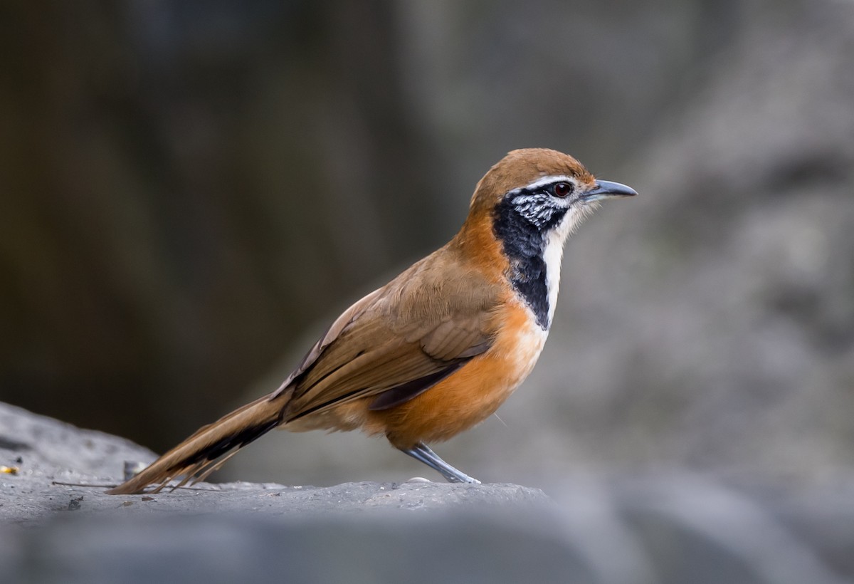 Greater Necklaced Laughingthrush - ML280503521