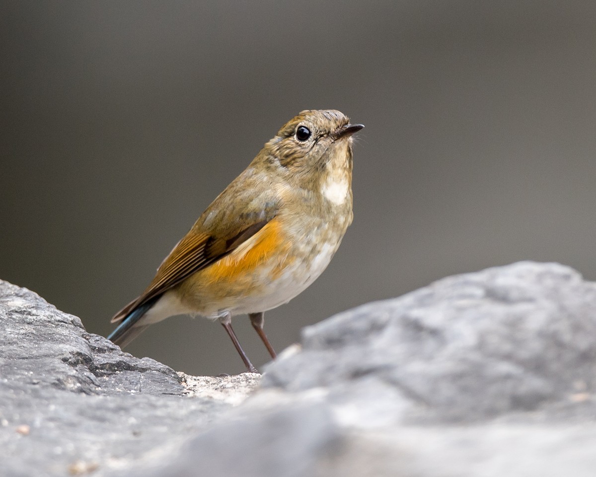 Red-flanked Bluetail - ML280503531
