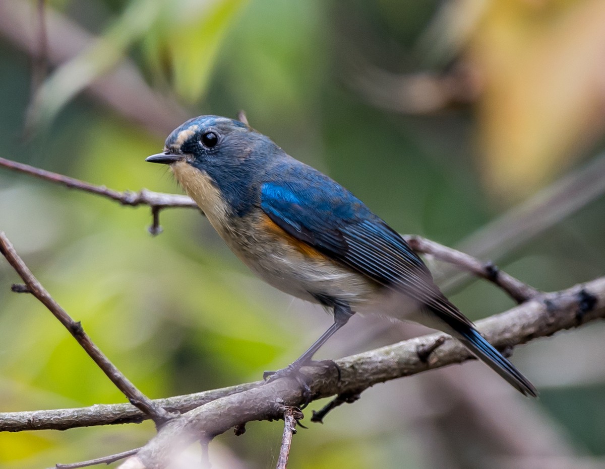 Red-flanked Bluetail - ML280503541