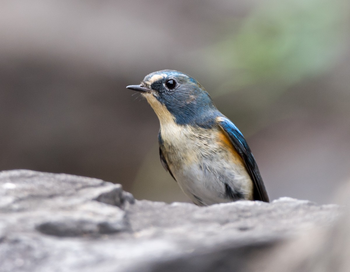 Red-flanked Bluetail - ML280503551