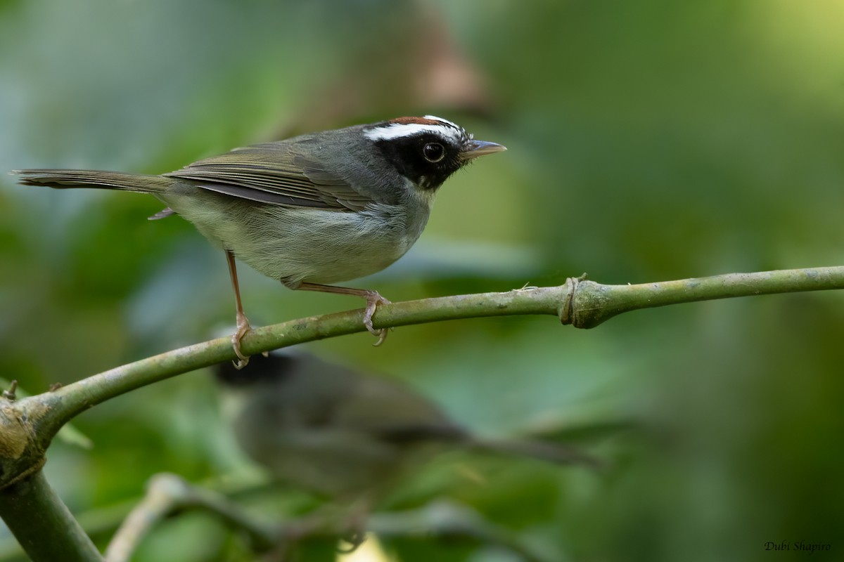 Black-cheeked Warbler - Dubi Shapiro