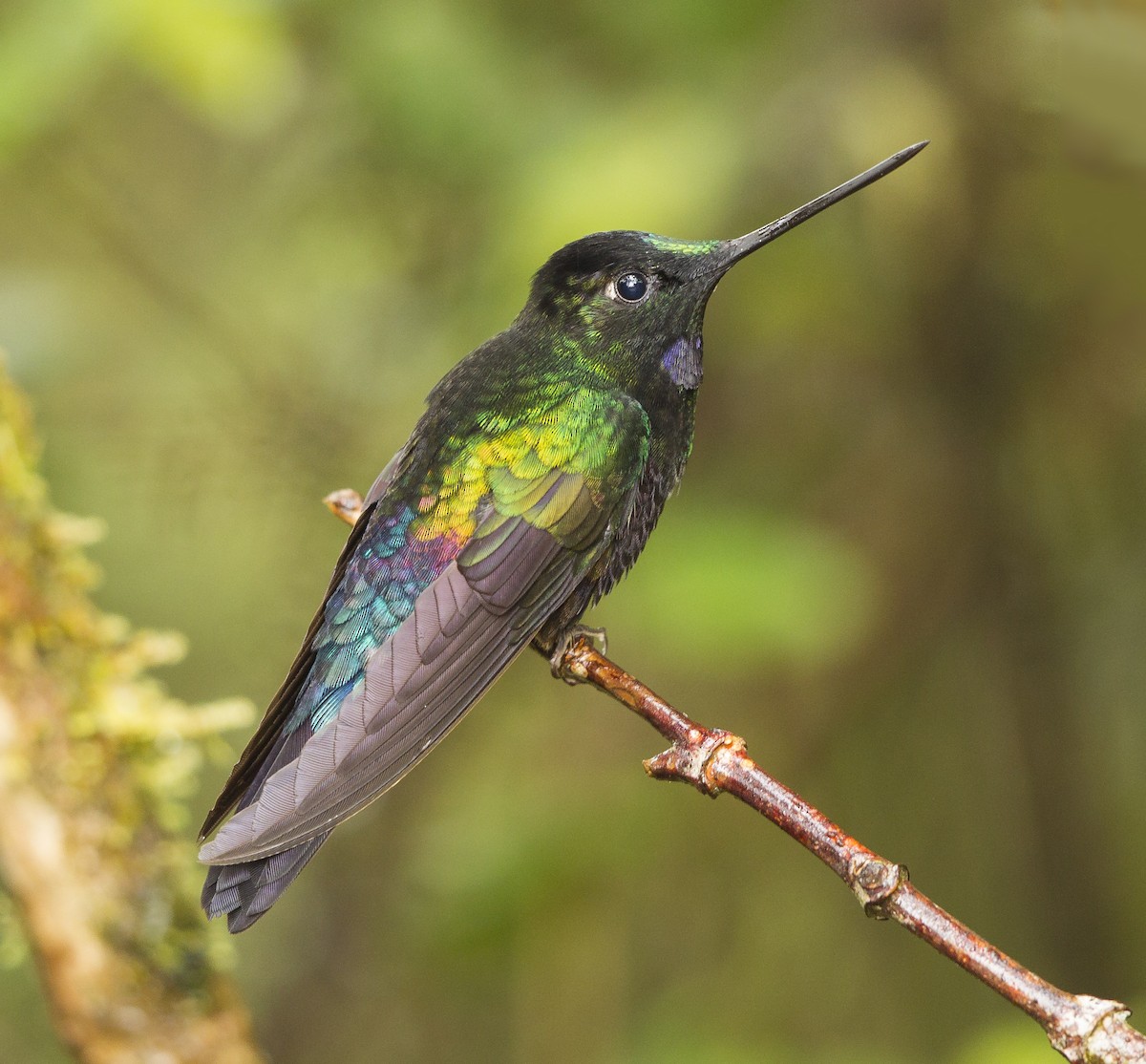 Blue-throated Starfrontlet - ML28050621