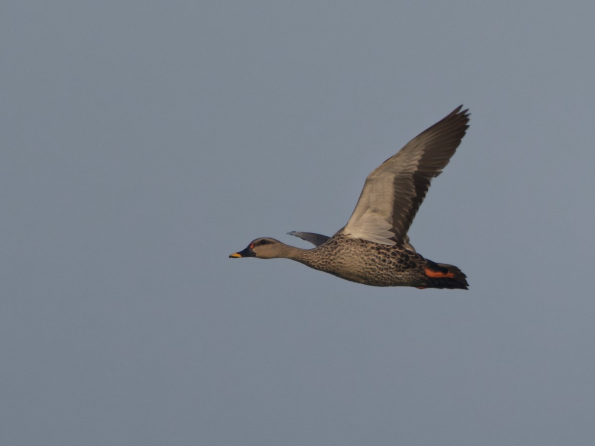 Indian Spot-billed Duck - ML280506261