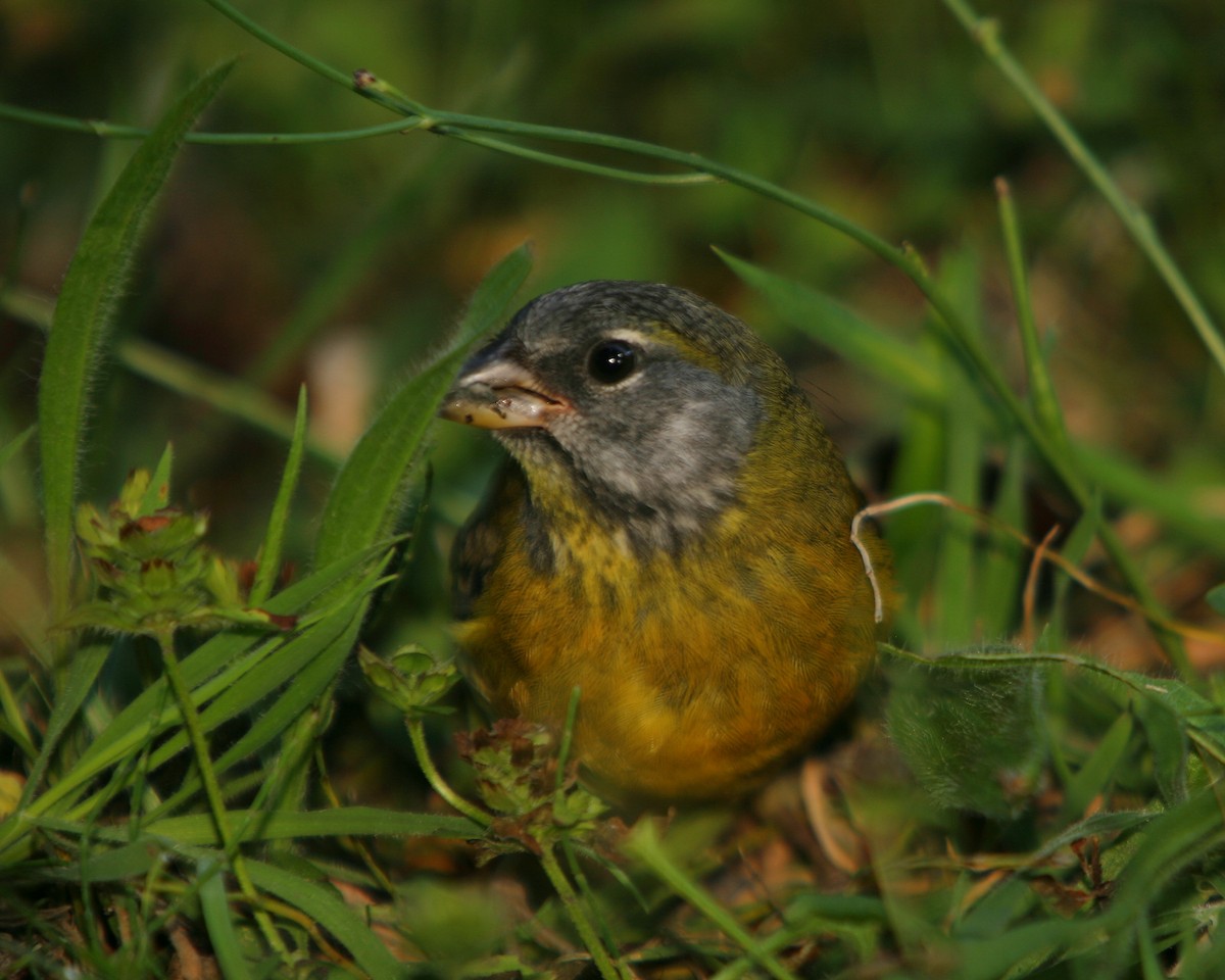 Patagonian Sierra Finch - ML280507281