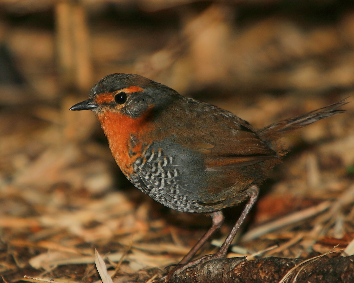 Chucao Tapaculo - Bruce Robinson