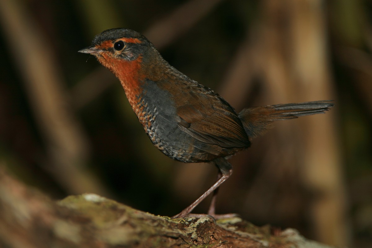 Chucao Tapaculo - ML280507661