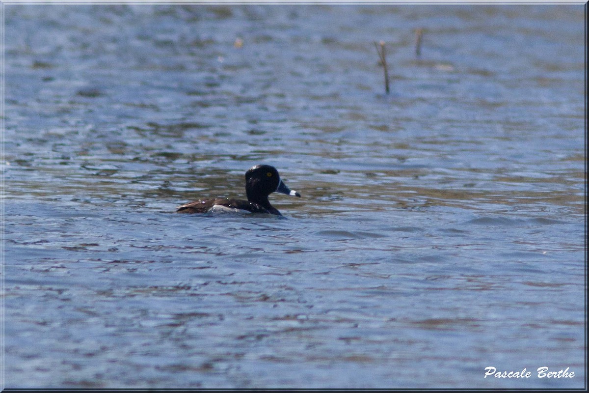 Ring-necked Duck - ML28050771