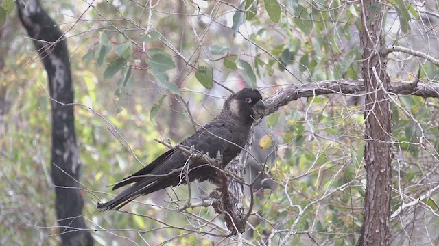 Cacatúa Fúnebre Piquilarga - ML280507971