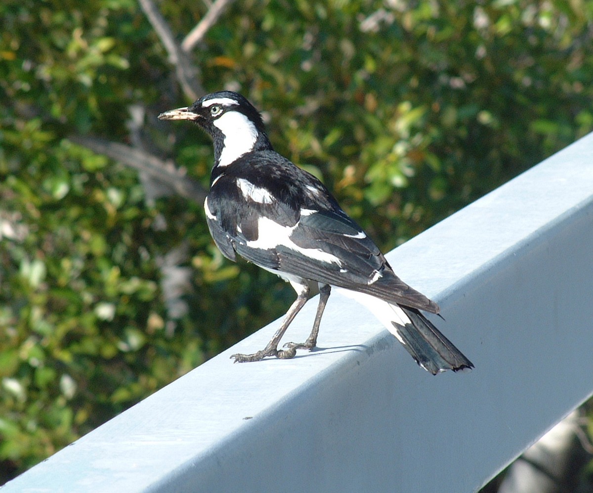 Grallina Australiana - ML280508341