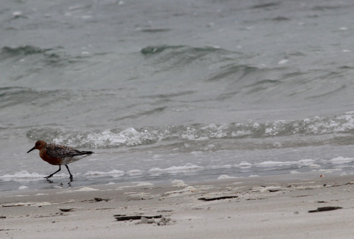 Red Knot - Daniel S.