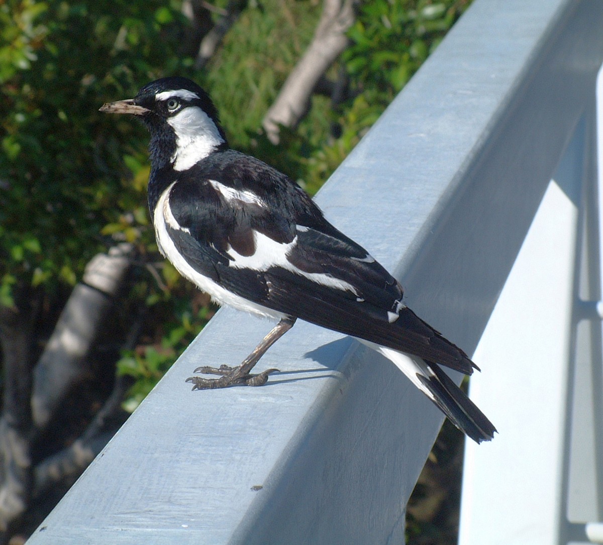 Grallina Australiana - ML280508411