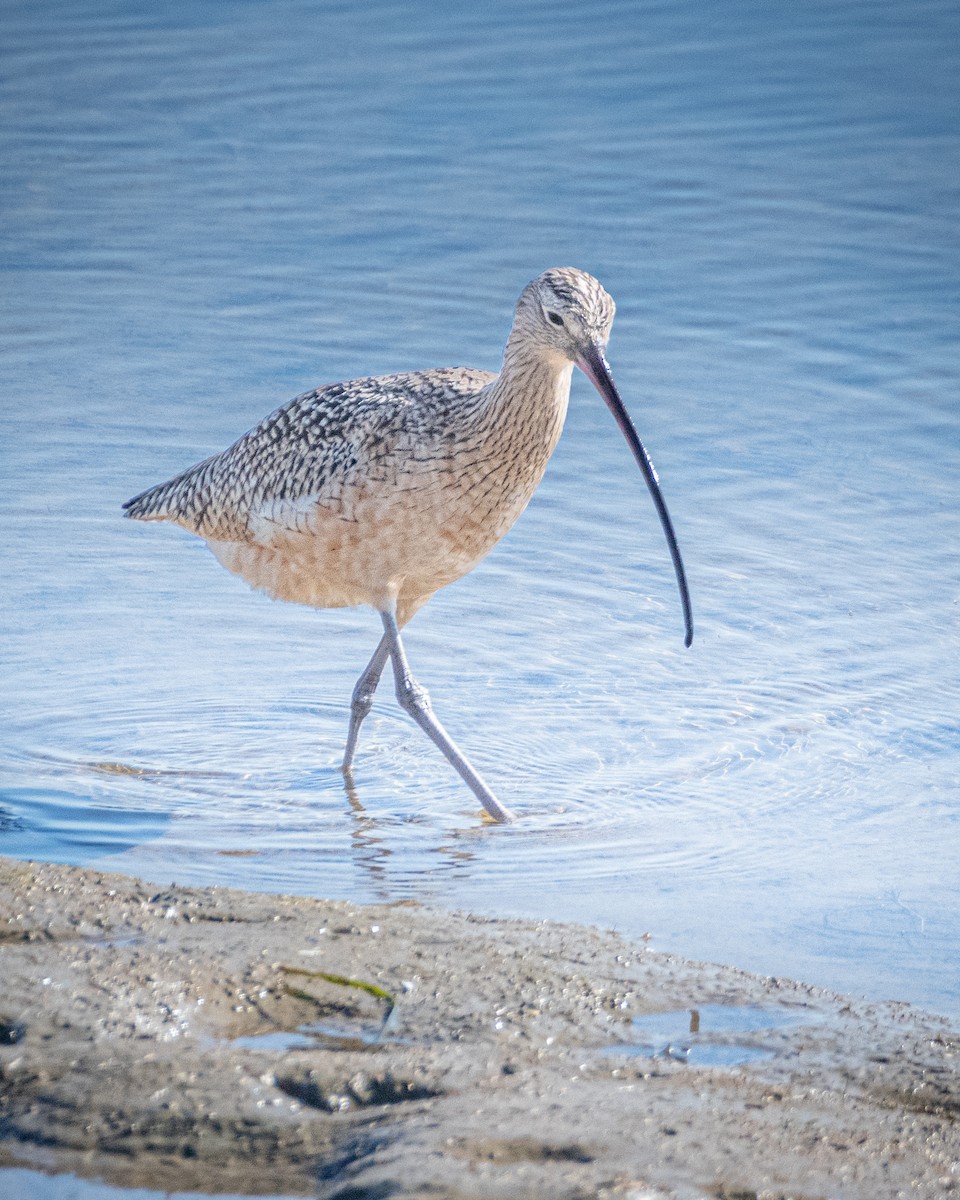Long-billed Curlew - James Kendall