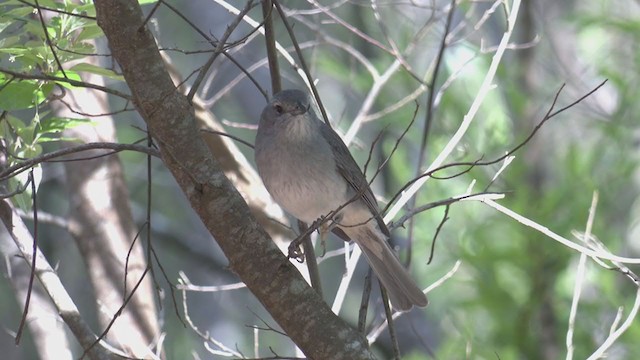 Gray Shrikethrush - ML280509561