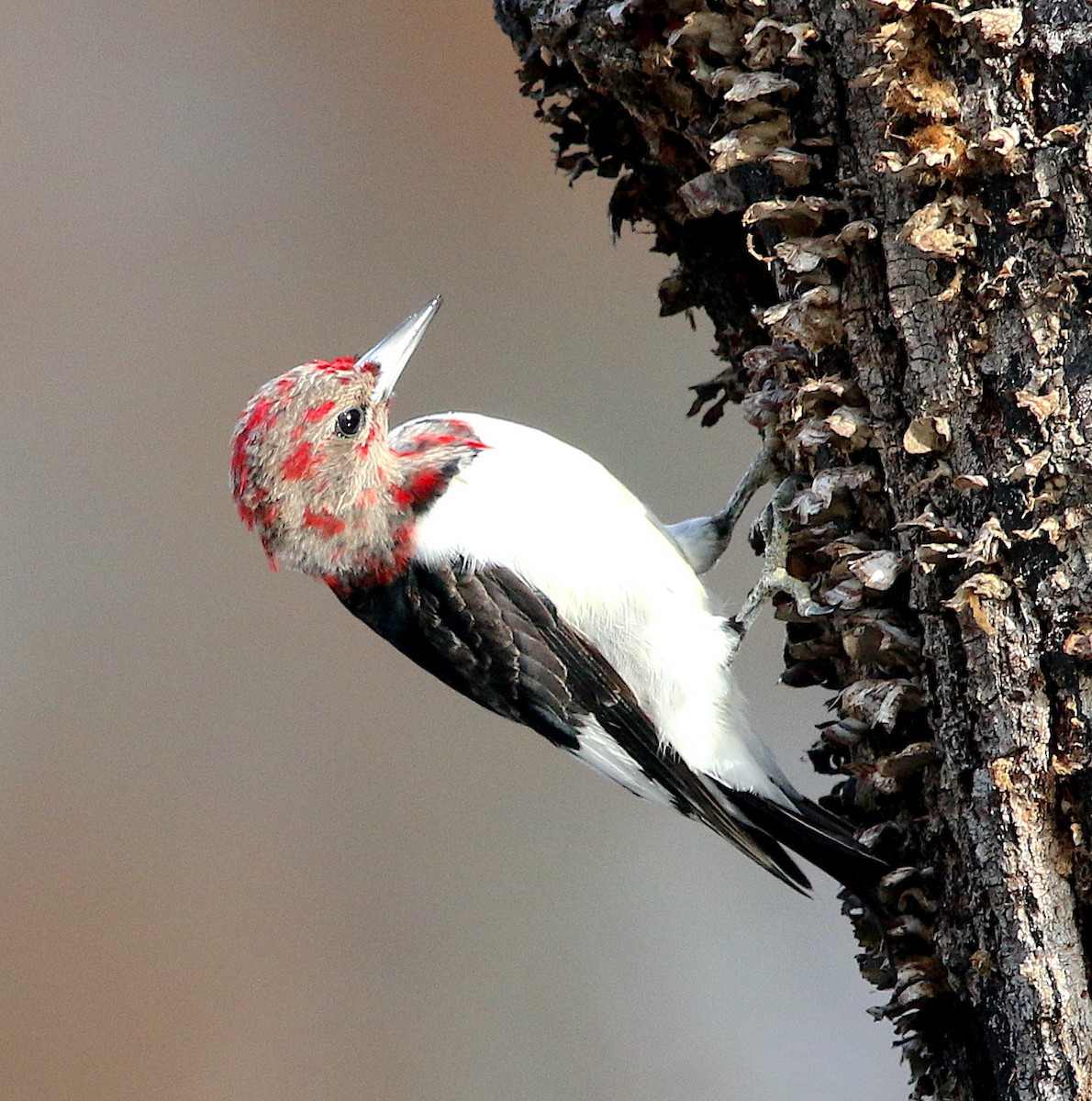 Red-headed Woodpecker - ML280510561