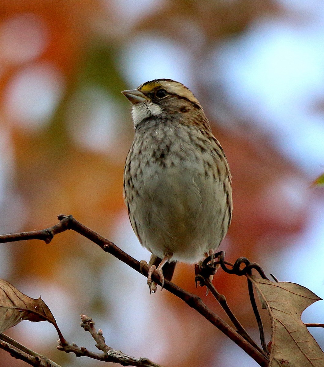 White-throated Sparrow - ML280510651