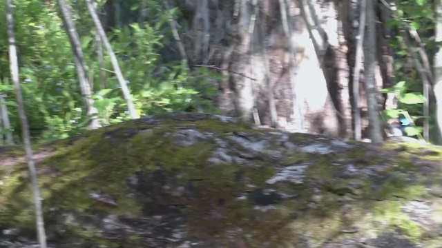 Red-winged Fairywren - ML280511941