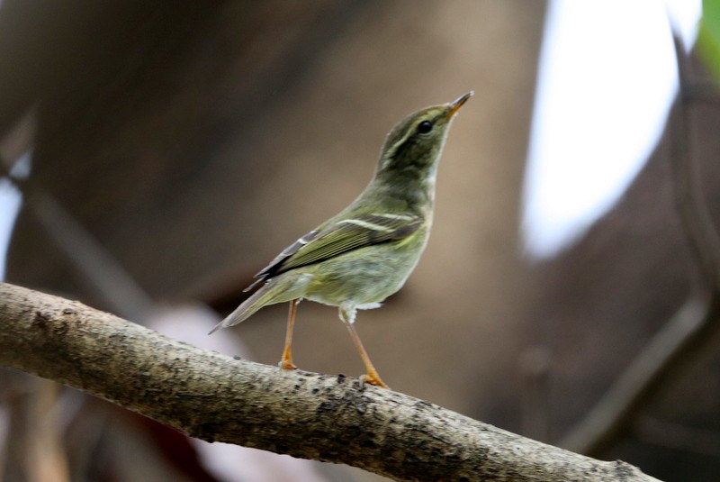 Yellow-browed Warbler - ML280511951