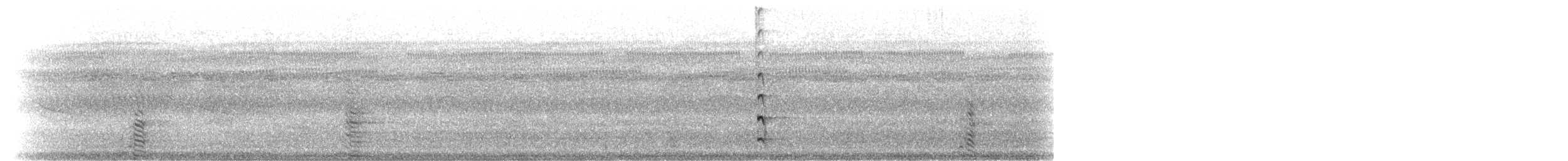 Calao trompette - ML280512