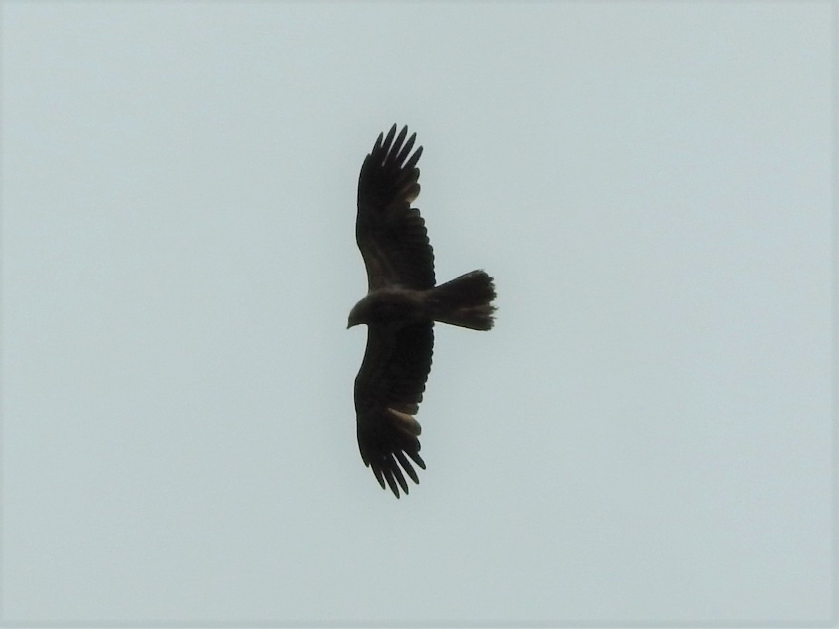 Whistling Kite - ML280515141
