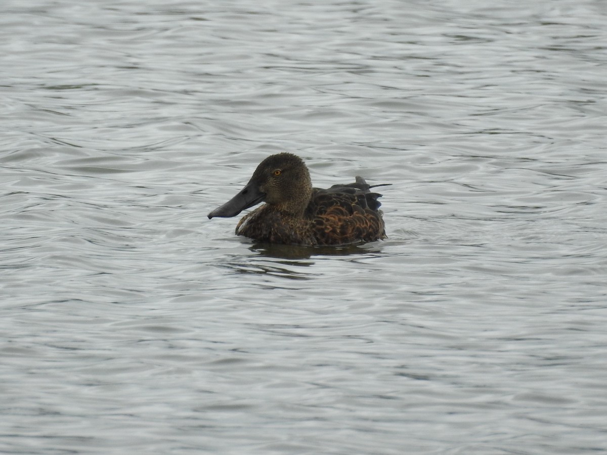 Australasian Shoveler - ML280515181