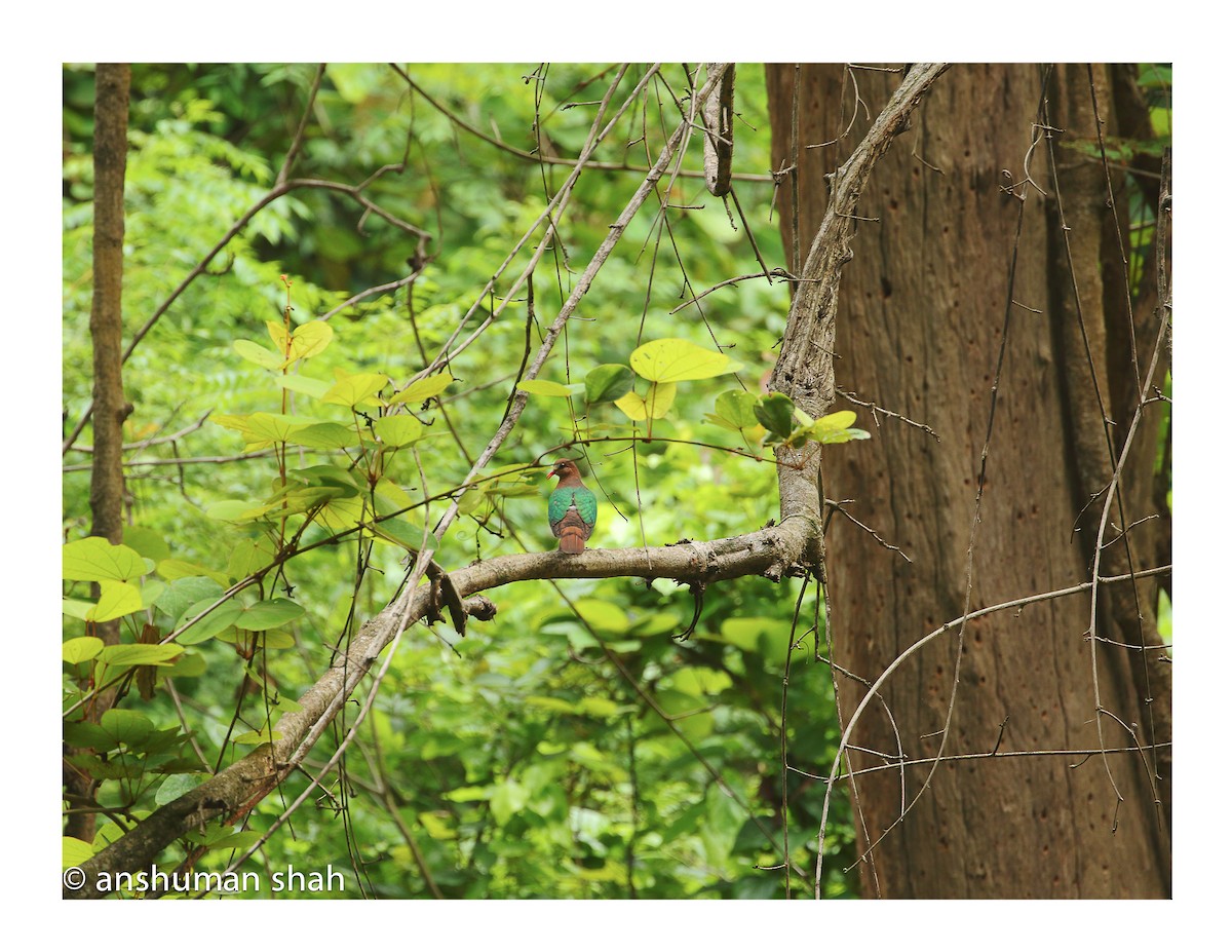 Asian Emerald Dove - ML280516871