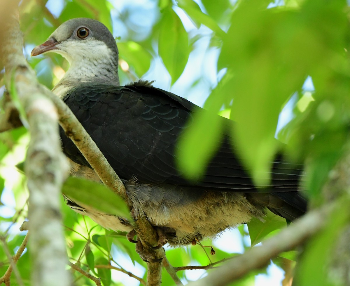 White-headed Pigeon - ML280519521