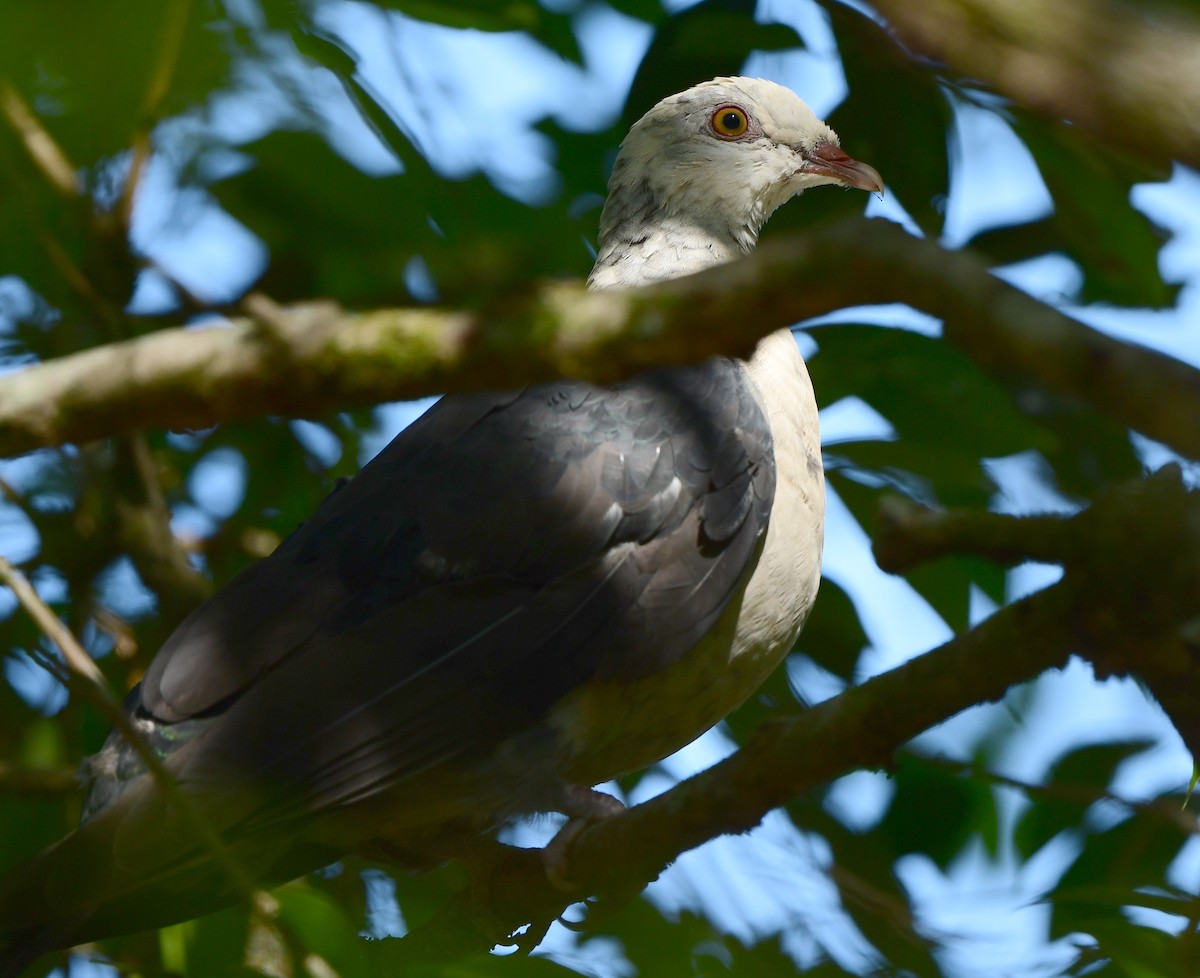 White-headed Pigeon - ML280519621