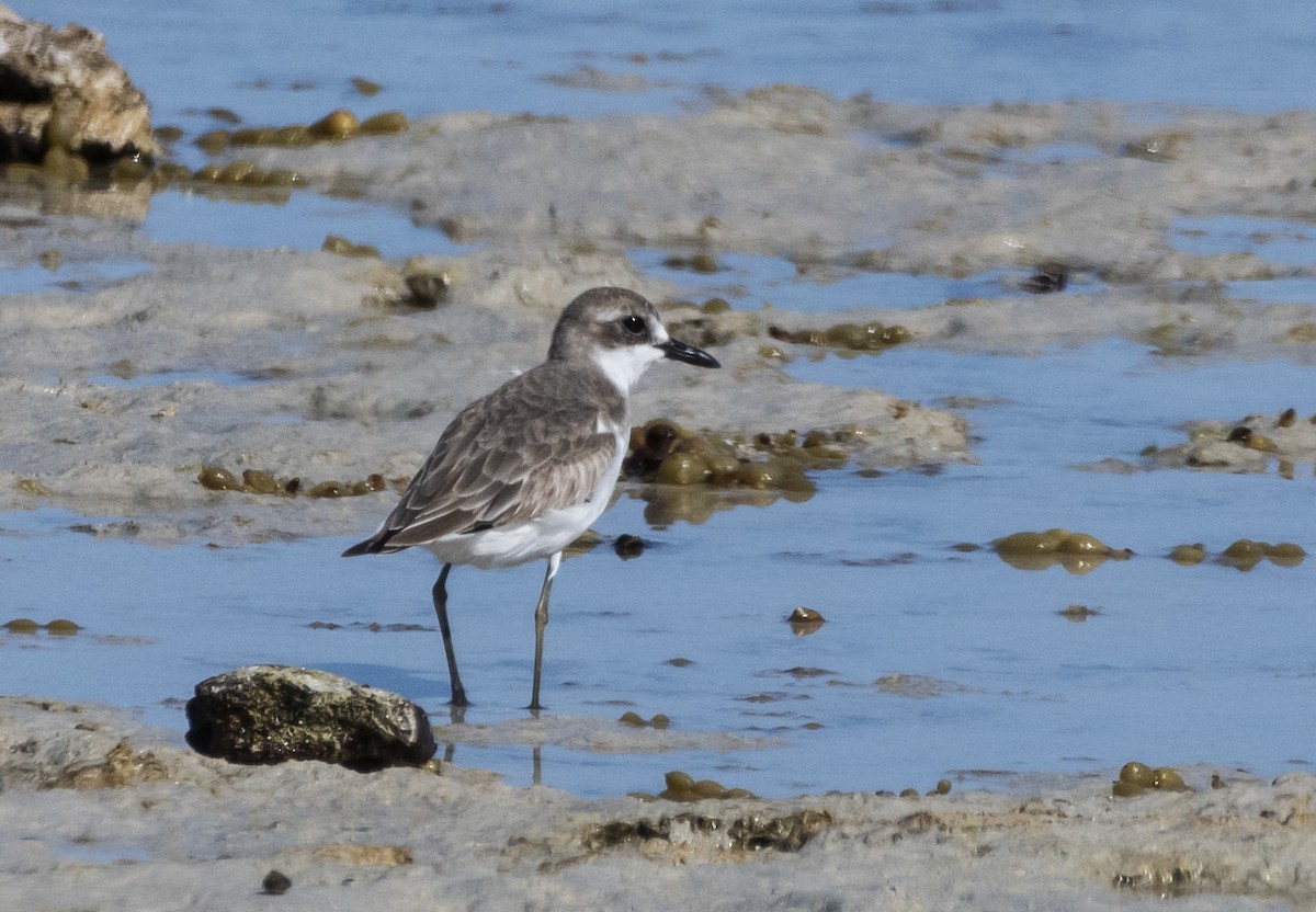 Greater Sand-Plover - Deb Hopton