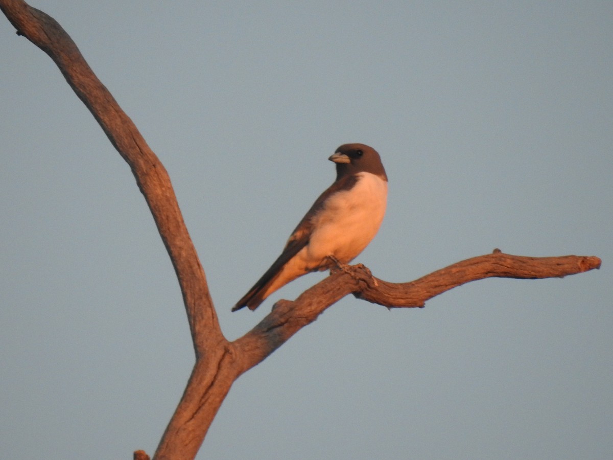 White-breasted Woodswallow - ML280521371