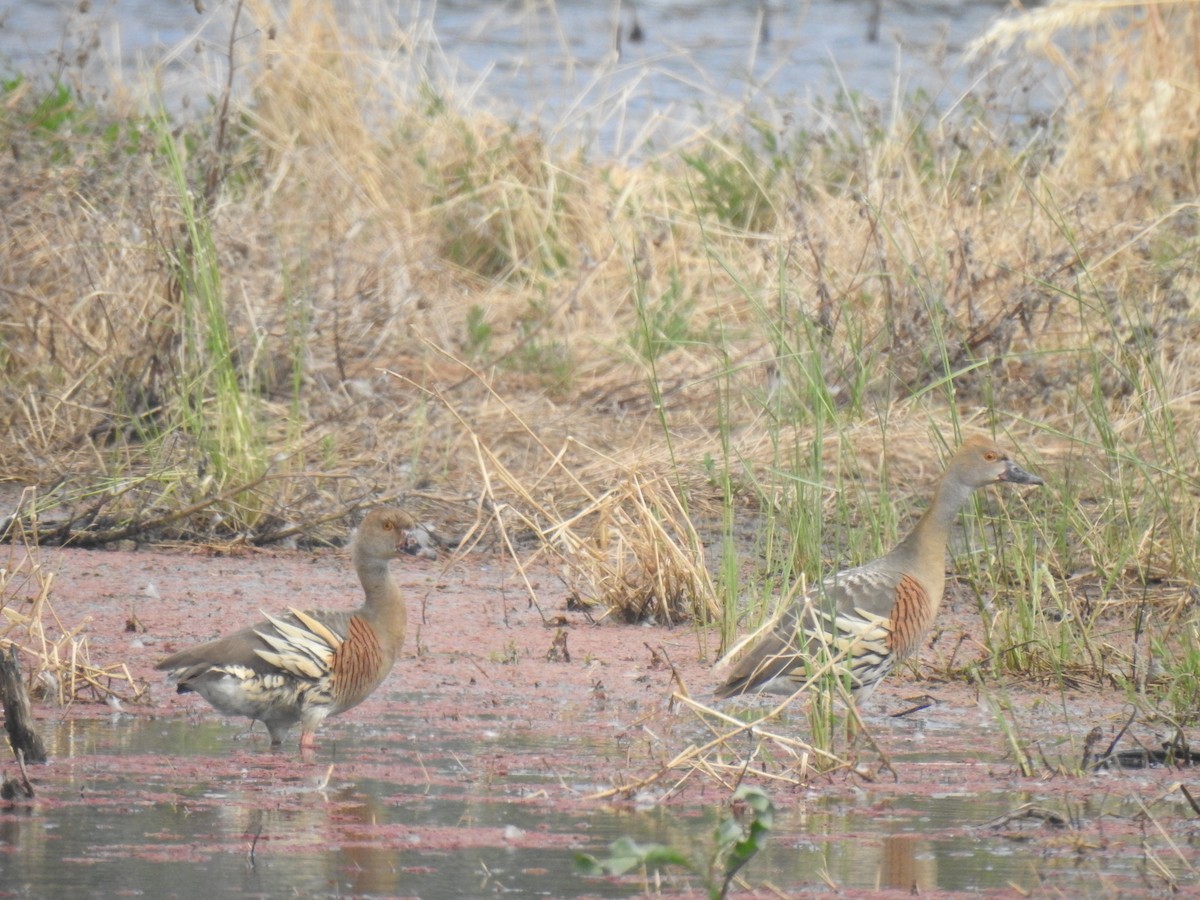 Plumed Whistling-Duck - ML280522221