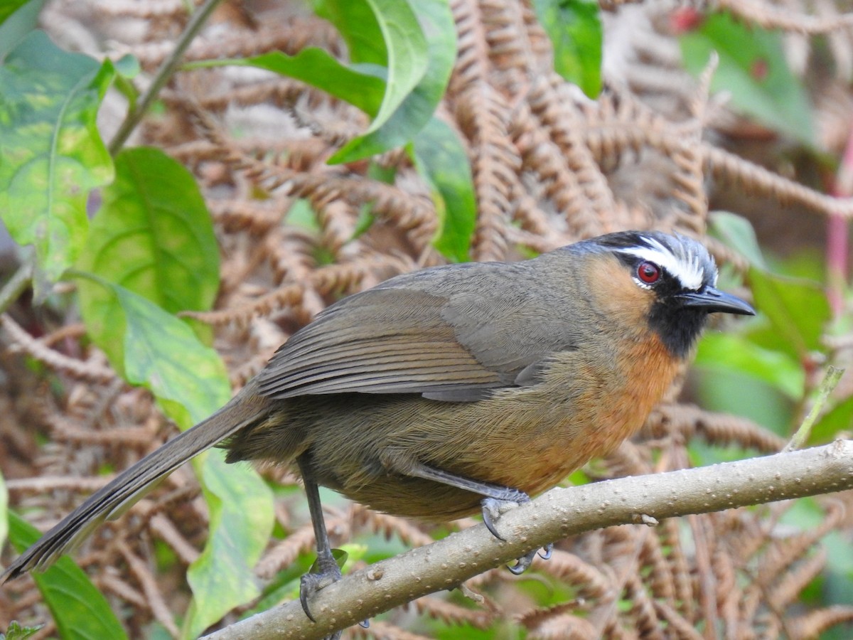 Nilgiri Laughingthrush - ML280523151