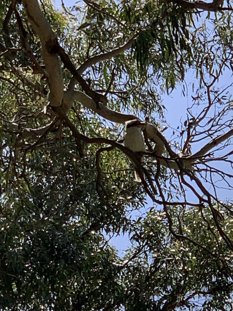 Laughing Kookaburra - ML280523951