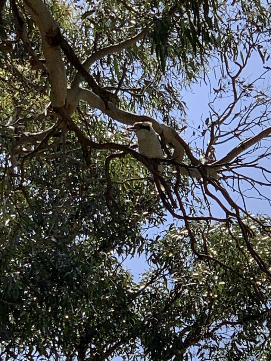 Laughing Kookaburra - ML280523971