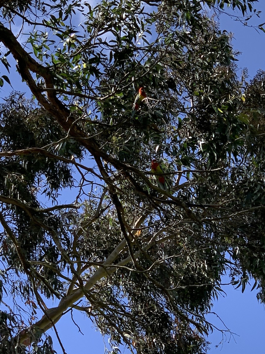 Eastern Rosella - ML280523991