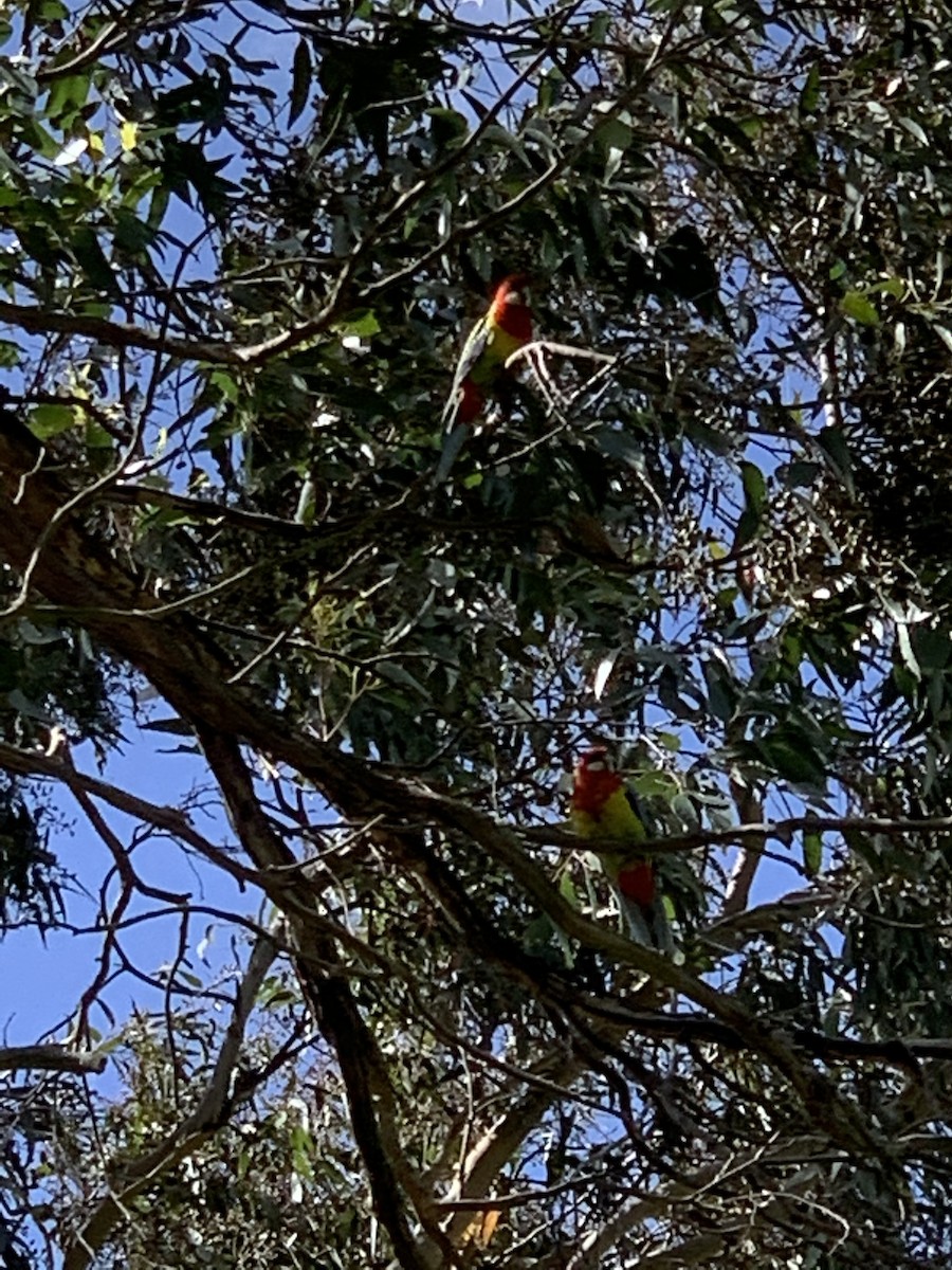 Eastern Rosella - ML280524041