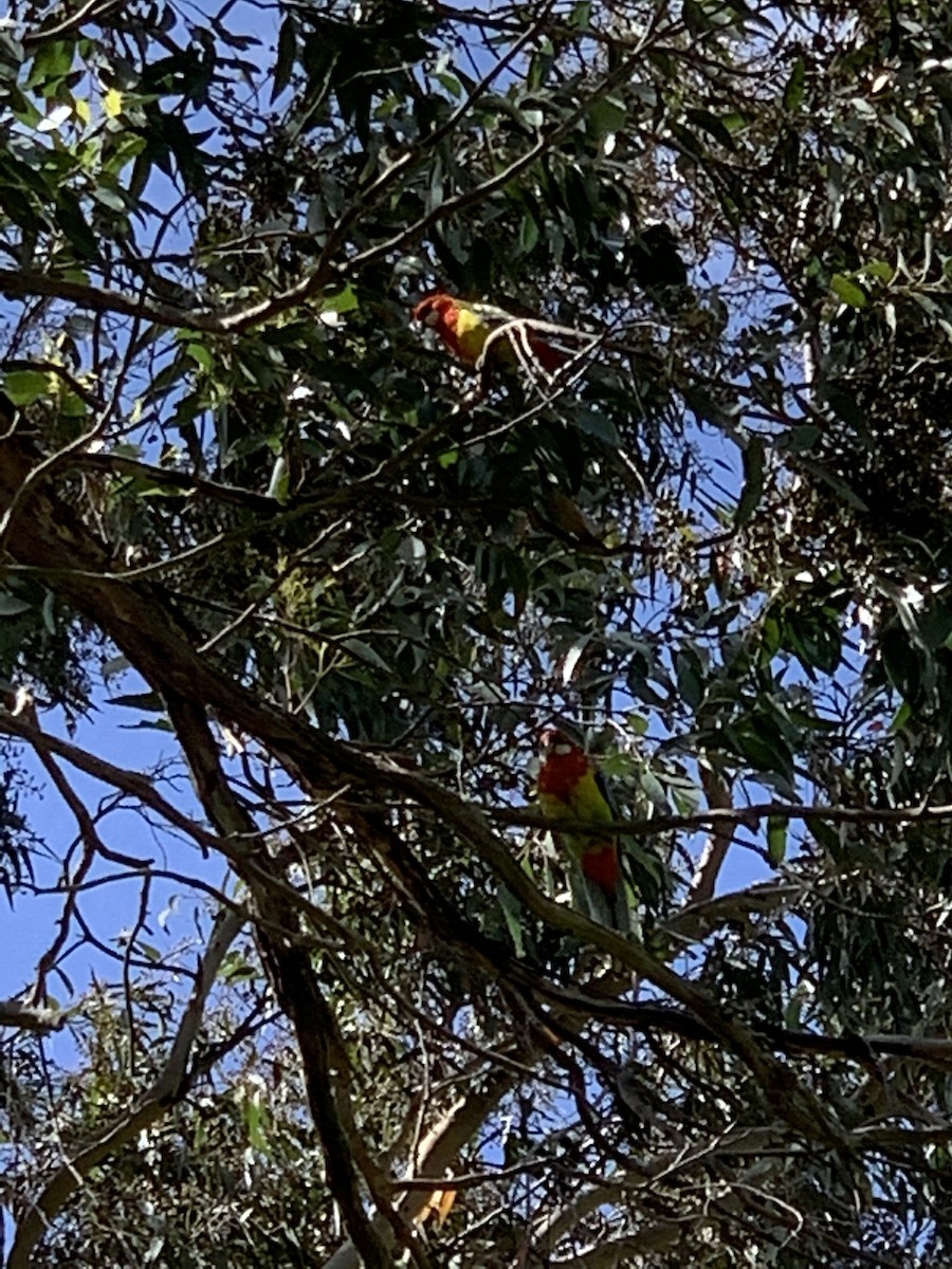Eastern Rosella - ML280524081