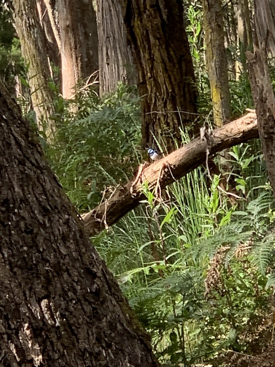 Superb Fairywren - ML280524141