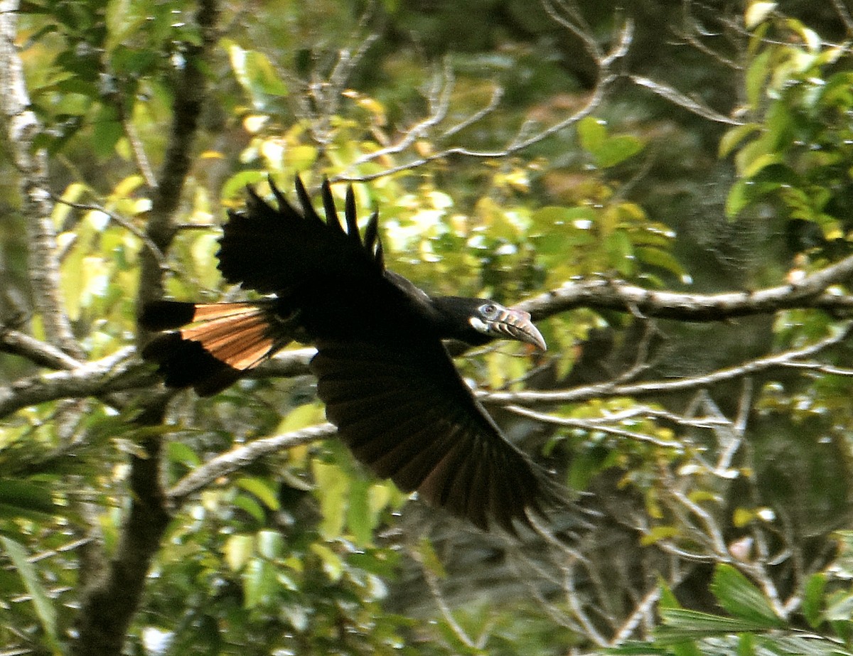 Visayan Hornbill - Chris Chafer