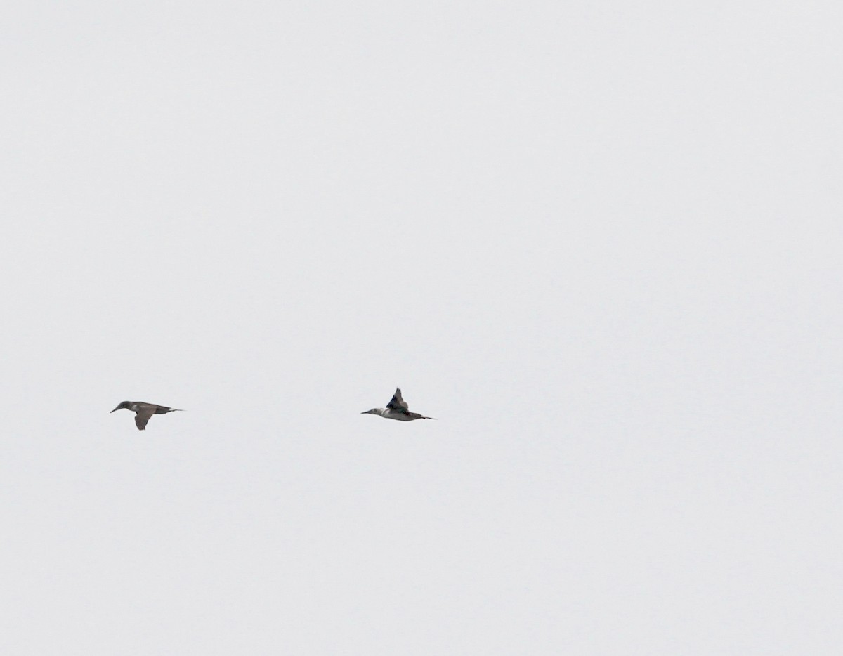 Northern Gannet - ML28052561