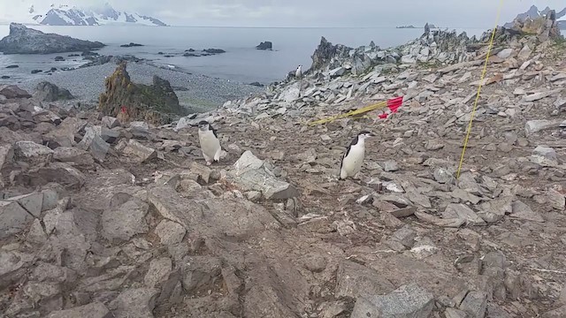 Chinstrap Penguin - ML280526471