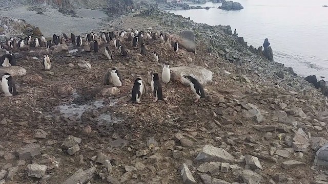Chinstrap Penguin - ML280526481