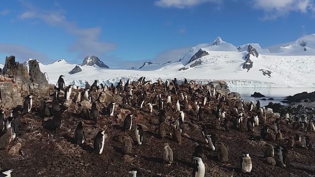 Chinstrap Penguin - ML280526491