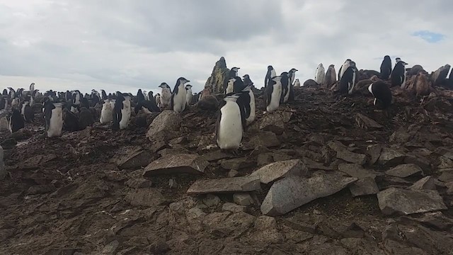 Chinstrap Penguin - ML280526521