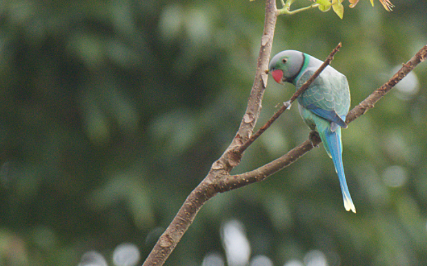 Malabar Parakeet - ML280527801